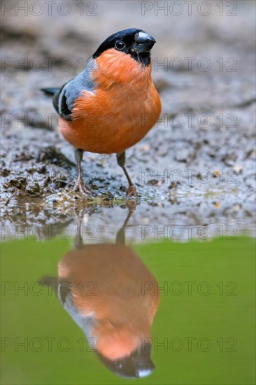 Eurasian bullfinch, common bullfinch (Pyrrhula pyrrhula) reflection in water of male drinking from