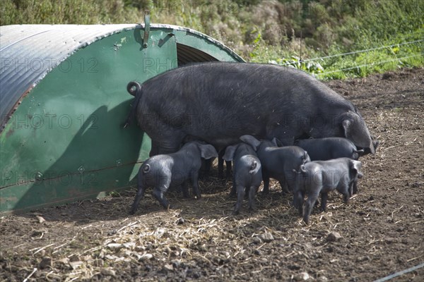 Suffolk large black pig sow weaning her piglets at the Suffolk Punch Trust, Hollesley, Suffolk,