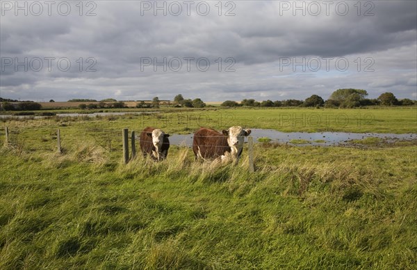 Hereford cattle calves grazing in wetland marshland Boyton Marshes, Suffolk, England, United