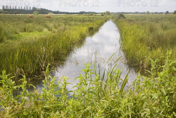 Drainage ditch in marshes of River Waveney flood plain, near Oulton Broad, Suffolk, England, United