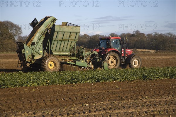 Thyregod sugar beet harvester drawn by tractor harvesting field, Shottisham, Suffolk, England,