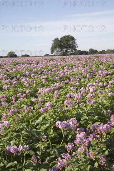 Purple flowers of potato crop growing in a field, Shottisham, Suffolk, England, United Kingdom,