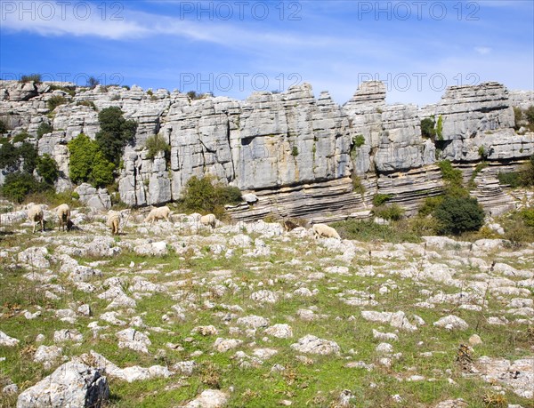 Dramatic limestone scenery of rocks shaped by erosion and weathering at El Torcal de Antequera