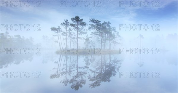 Small island with Scots pine trees in morning mist reflected in pond at Knuthoejdsmossen, nature