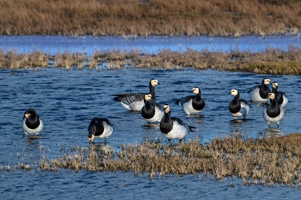Flock of barnacle geese (Branta leucopsis) resting in wetland in winter, Schouwen-Duiveland,