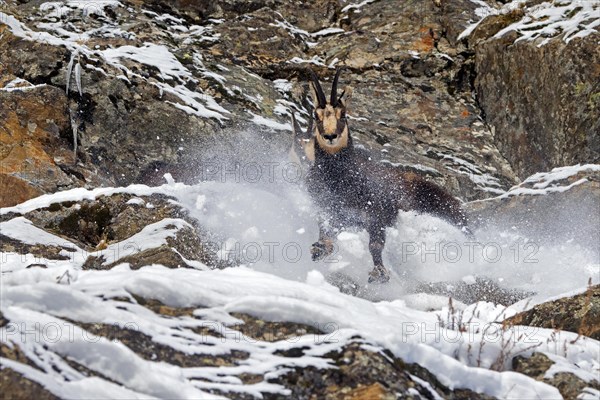 Two chamois (Rupicapra rupicapra) males fighting in rock face in winter during the rut in the