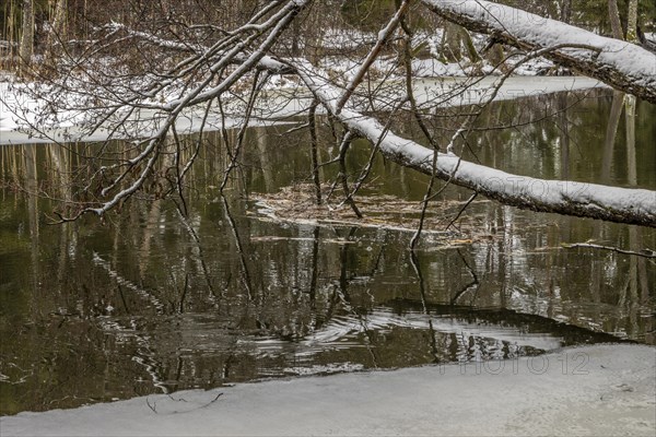 Sapina River and the riparian forest, the swamp, partially reflecting in the slowly flowing water,