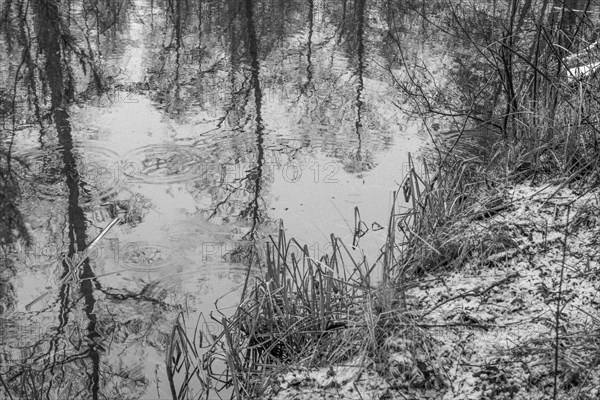 Sapina River and the riparian forest, the swamp, partially reflecting in the slowly flowing water,