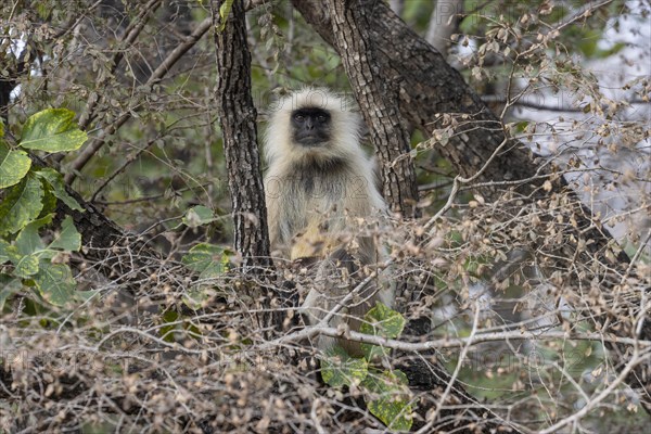Gray langur (Semnopithecus entellus), sitting on a tree in the wild, in the Ranthambore National