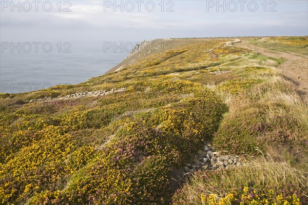 Yellow flowering common gorse and heather on St Agnes Head, Cornwall, England, United Kingdom,