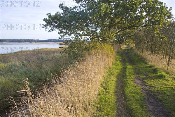 Walberswick National Nature reserve wetland environment marshes Blythburgh, Suffolk, England,