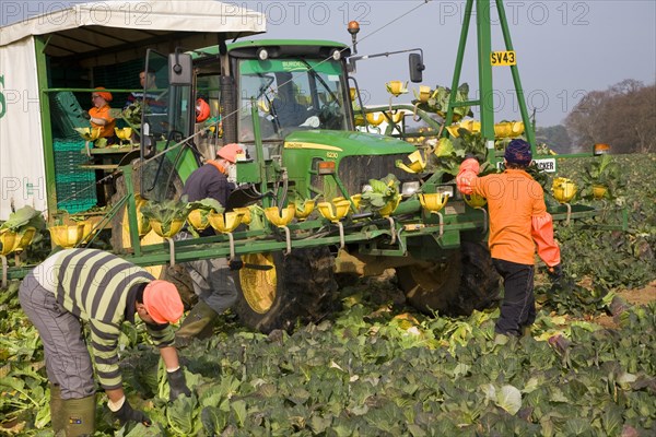 A team of field workers for Staples company harvesting vegetables at Iken, Suffolk, England, United