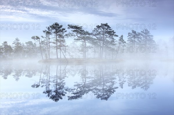 Bog with Scots pine trees in morning mist reflected in pond at Knuthoejdsmossen, nature reserve