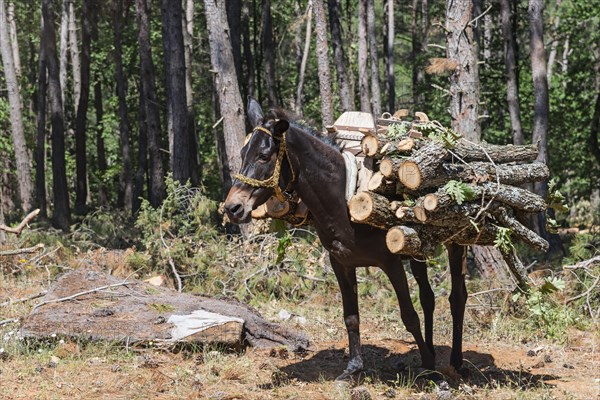 Mule carrying a pile of logs through a sparse forest, near Soufli, Eastern Macedonia and Thrace,