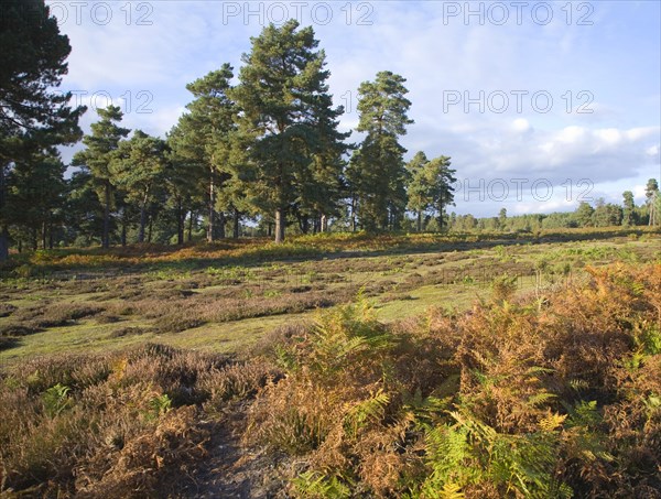 Heathland vegetation in autumn on Sutton Heath, Sandlings heathland, Suffolk, England, United