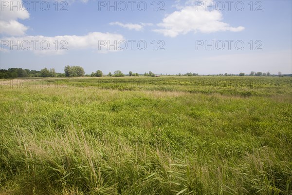 Castle marshes in the River Waveney flood plain, near Barnby, Suffolk, England, United Kingdom,