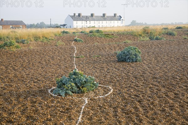 Row of white houses, Coastguard Cottages, at Shingle Street, Suffolk, England, United Kingdom,