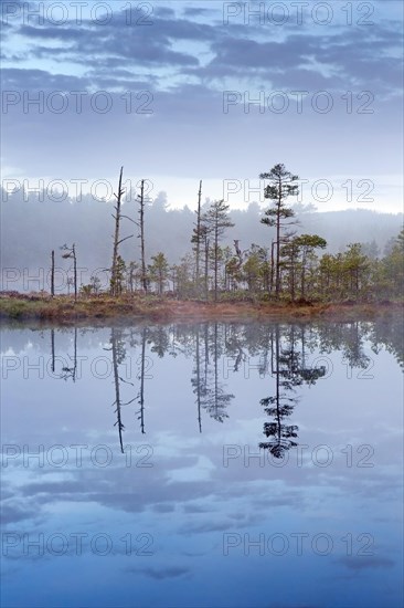Bog with Scots pine trees reflected in water of pond at Knuthoejdsmossen, nature reserve near