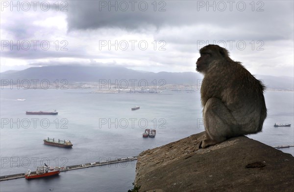 A Gibraltar monkey on the strategically coveted rock. They are the only free-living monkeys in