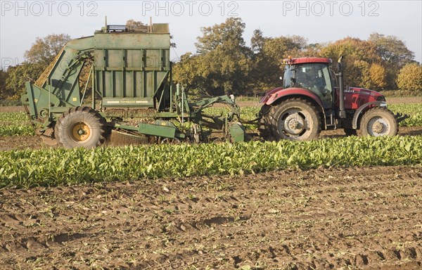 Thyregod sugar beet harvester drawn by tractor harvesting field, Shottisham, Suffolk, England,