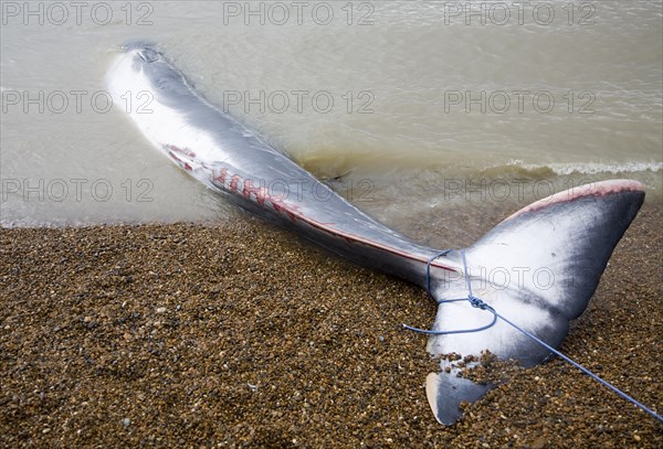 Fin Whale, Balaenoptera physalus, washed up dead on Shingle Street, Suffolk, England, United