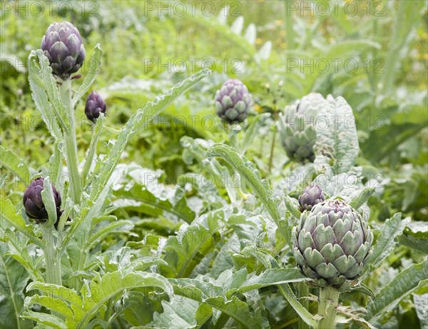 Cynara cardunculus, globe artichoke plant growing in Suffolk garden, England, United Kingdom,