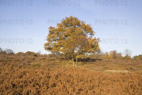 Quercus robur oak tree in autumn colour on Westleton Heath heathland near Dunwich, Suffolk,