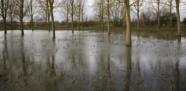 Salix Alba Caerulea, cricket bat willow trees in flood water on River Deben flood plain wetland,