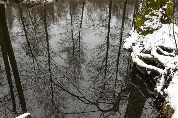Sapina River and the riparian forest, the swamp, partially reflecting in the slowly flowing water,