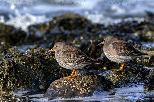 Purple sandpipers (Calidris maritima) in non-breeding plumage showing camouflage colours among