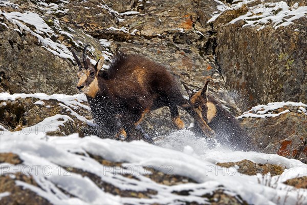 Two chamois (Rupicapra rupicapra) males fighting in rock face in winter during the rut in the