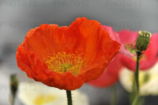 Poppy flowers (Papaver rhoeas), flower meadow, Lake Geneva, Montreux, Canton of Vaud, Switzerland,