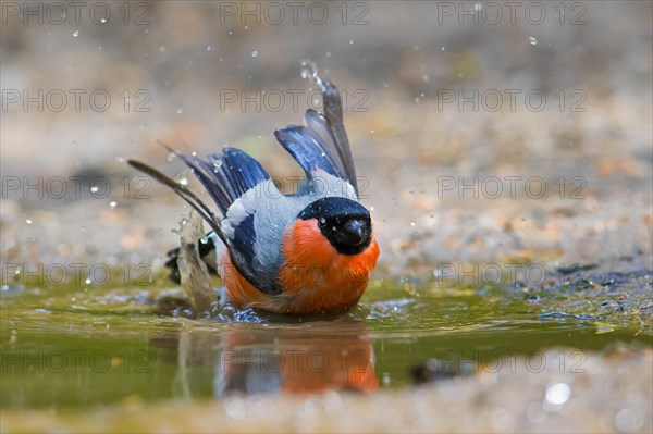 Eurasian bullfinch, common bullfinch (Pyrrhula pyrrhula) male bathing in shallow water of pond,
