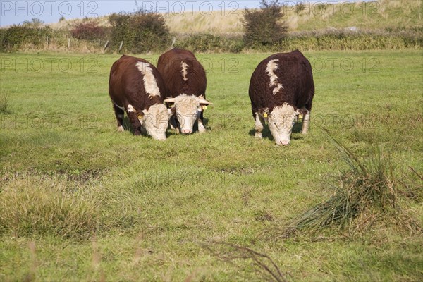 Hereford cattle calves grazing in wetland marshland Boyton Marshes, Suffolk, England, United