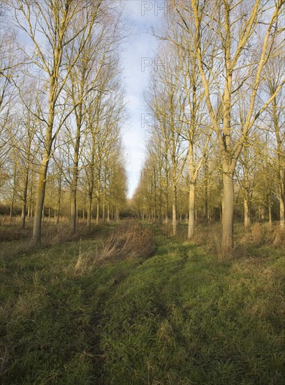 Salix Alba Caerulea, cricket bat willow trees planted on River Deben flood plain wetland, Campsea