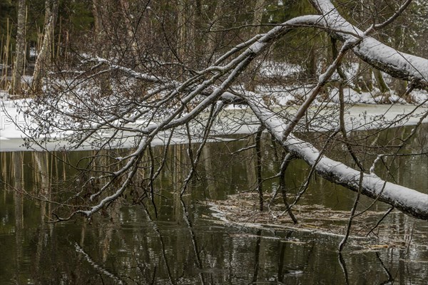 Sapina River and the riparian forest, the swamp, partially reflecting in the slowly flowing water,