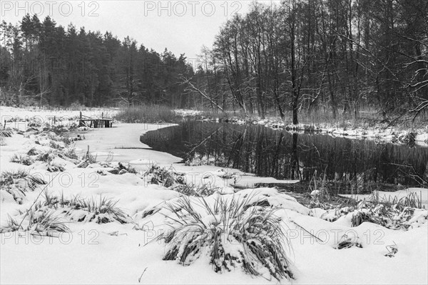 Sapina River and the riparian forest, the swamp, partially reflecting in the slowly flowing water,