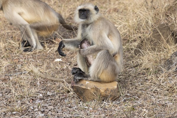 Gray langurs (Semnopithecus entellus), mother and the newborn baby, sitting on a stone surrounded