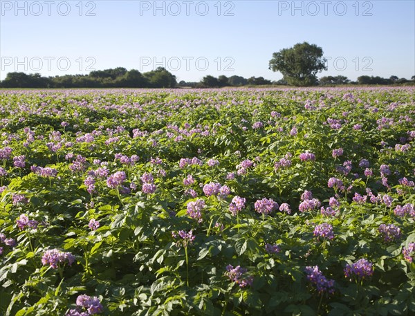 Purple flowers of potato crop growing in a field, Shottisham, Suffolk, England, United Kingdom,