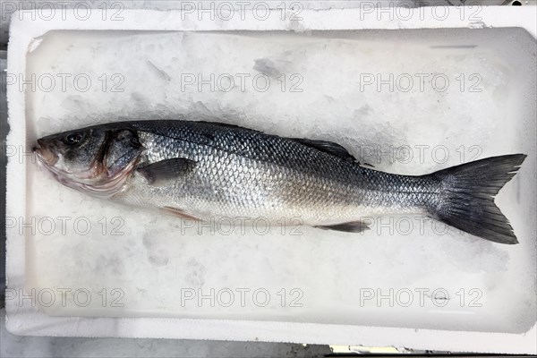 Display of fish caught whole fish temperate basses (Moronidae) Loup de Mer Branzino Spinola on ice