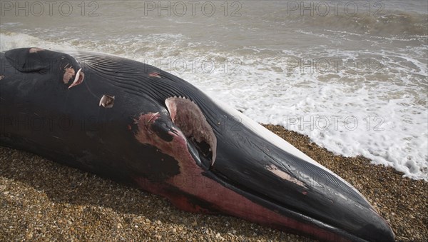 Fin Whale, Balaenoptera physalus, washed up dead on Shingle Street, Suffolk, England, United