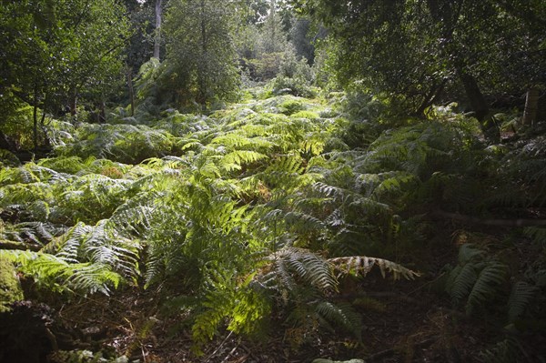 Ancient broad leaf oak woodland once a medieval deer park, The Thicks, Staverton forest, Suffolk,