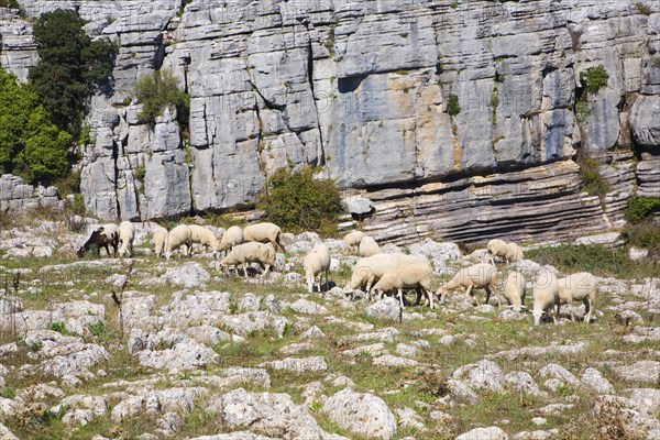 Dramatic limestone scenery of rocks shaped by erosion and weathering at El Torcal de Antequera