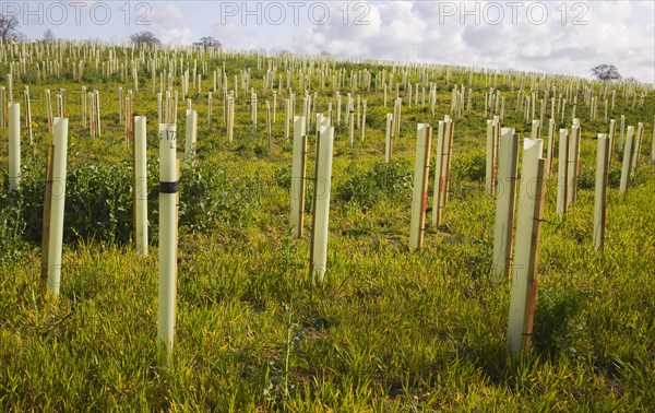 Planting of field with new woodland with sapling trees in protective plastic tubes Planting new