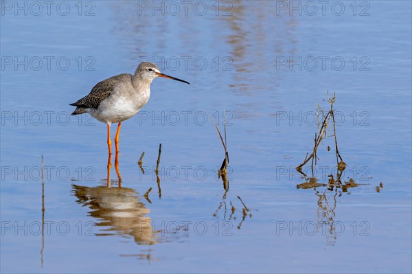Spotted redshank (Tringa erythropus) in non-breeding plumage foraging in shallow water in wetland