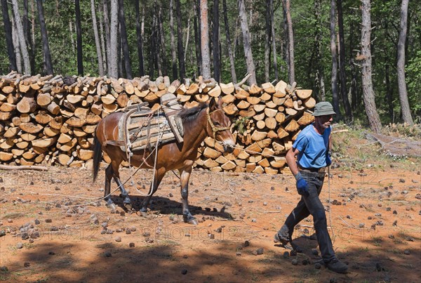 A muleteer in the sun with a mule on a forest track, near Soufli, Eastern Macedonia and Thrace,