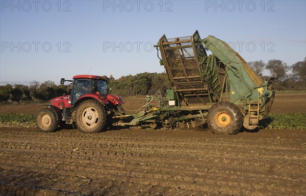 Thyregod sugar beet harvester drawn by tractor harvesting field, Shottisham, Suffolk, England,