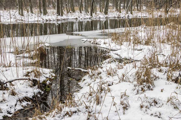 Sapina River and the riparian forest, the swamp, partially reflecting in the slowly flowing water,