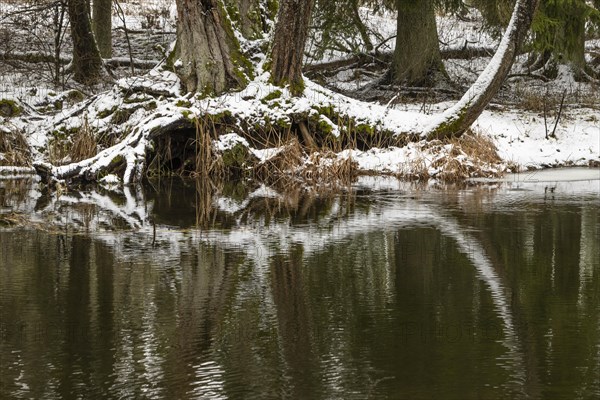 Sapina River and the riparian forest, the swamp, partially reflecting in the slowly flowing water,