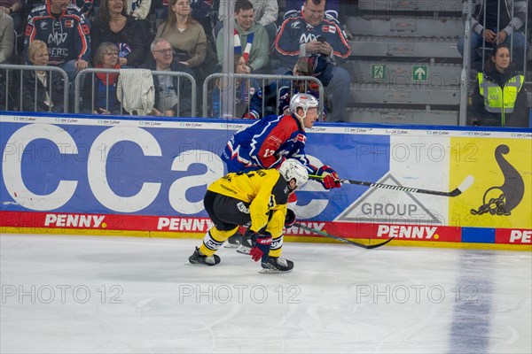 23.02.2024, DEL, German Ice Hockey League, 48th matchday) : Adler Mannheim (yellow jerseys) against